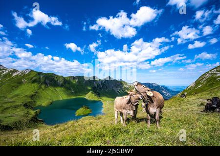 Kühe grasen auf der Bergwiese am Schrecksee in den bayerischen alpen Stockfoto