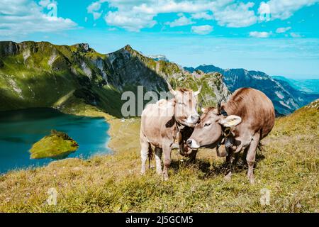 Kühe grasen auf der Bergwiese am Schrecksee in den bayerischen alpen Stockfoto