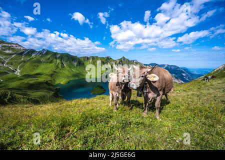 Kühe grasen auf der Bergwiese am Schrecksee in den bayerischen alpen Stockfoto