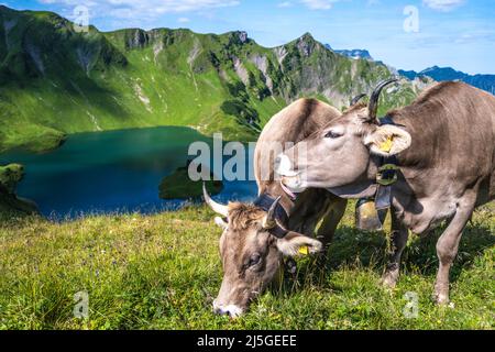 Kühe grasen auf der Bergwiese am Schrecksee in den bayerischen alpen Stockfoto