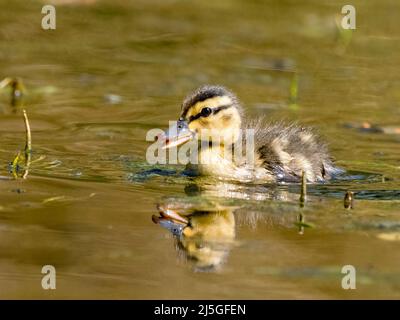 Mallard-Enten bei Frühlingssonne im mittleren Wales Stockfoto