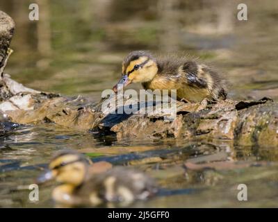 Mallard-Enten bei Frühlingssonne im mittleren Wales Stockfoto