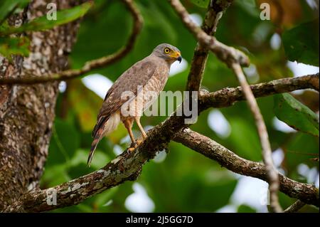 Straßenfalke (Rupornis magnirostris), Corcovado-Nationalpark, Osa-Halbinsel, Costa Rica, Mittelamerika Stockfoto