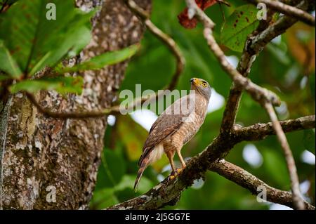 Straßenfalke (Rupornis magnirostris), Corcovado-Nationalpark, Osa-Halbinsel, Costa Rica, Mittelamerika Stockfoto