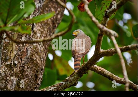 Straßenfalke (Rupornis magnirostris), Corcovado-Nationalpark, Osa-Halbinsel, Costa Rica, Mittelamerika Stockfoto