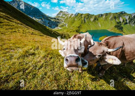 Kühe grasen auf der Bergwiese am Schrecksee in den bayerischen alpen Stockfoto