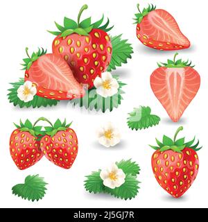 Set aus ganzen und in halbreifen Erdbeeren mit Blättern und Blüten geschnitten realistische Vektor-Illustration isoliert auf weißem Hintergrund. Köstlich saftig süß Stock Vektor