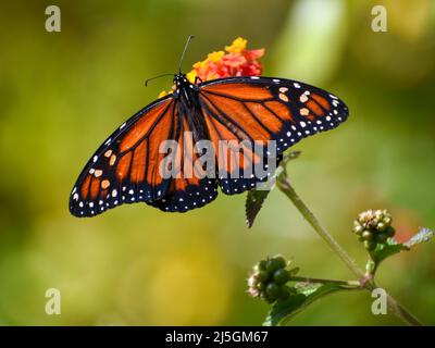 Südlicher Monarchschmetterling (Danaus erippus), Heimat Argentiniens, auf einer Blume Stockfoto