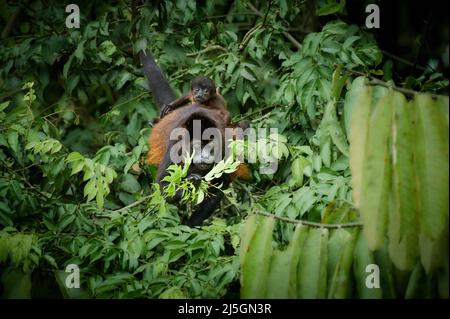 Manled Howler Monkey (Alouatta palliata) füttert mit Baby auf dem Rücken, Sierpe, Corcovado National Park, Osa Peninsula, Costa Rica, Mittelamerika Stockfoto