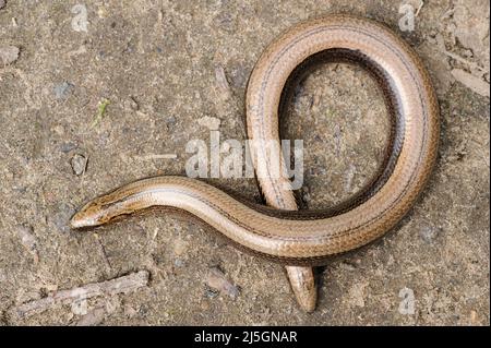 Seltene Tier, legless glänzend harmlos Eidechse langsamen Wurm auf dem Boden Stockfoto