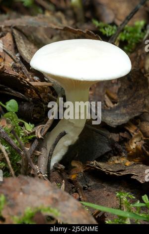 Wildtiere in Europa - essbare und ungenießbare Pilze, die im Wald wachsen. Stockfoto