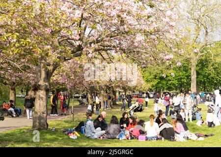 London, Großbritannien. 23.. April 2022. Cherry Blossoms zieht viele Touristen und Einheimische im schönen warmen Frühling in den Greenwich Park im Südosten Londons, wo sie Freunde und Familie treffen, die sich im Royal Park entspannen und das Wochenendtreffen genießen. Zum ersten Mal dürfen sich Menschen unter der Kirschblüte versammeln, seit England vor zwei Jahren im März 2020 die nationale Sperre einführte, um die Ausbreitung der Covid-19-Virus-Pandemie zu verhindern. Quelle: Glosszoom/Alamy Live News Stockfoto