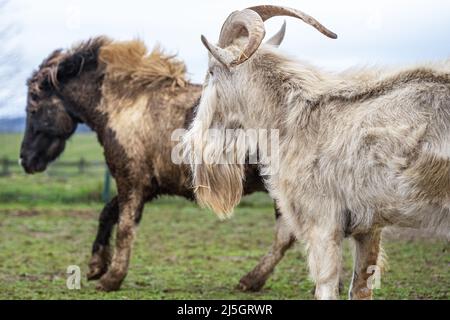 Bärtige Ziege und Pony im Streichelzoo neben dem Red Caboose Motel in Ronks, Lancaster County, Pennsylvania. (USA) Stockfoto