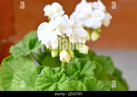Nahaufnahme des Strauchs kleine schöne weiße Blüten von Petunia mit Blättern und Pflanzen über unscharf grau orange Hintergrund. Stockfoto