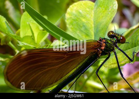 Libelle Insekten lebendig Makrofotografie, Flügel natürliche Struktur Design Inspiration und Engeneering Inspiration auf die Natur. Stockfoto