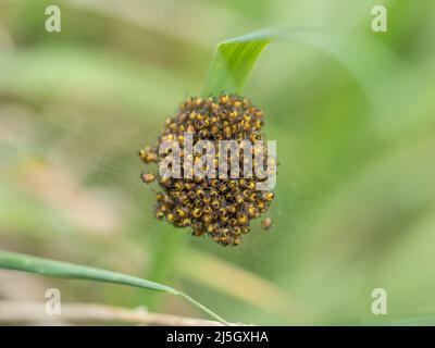 Makroaufnahme von winzigen gelben und schwarzen Kugelweberspinnen. Araneus sp UK. Stockfoto