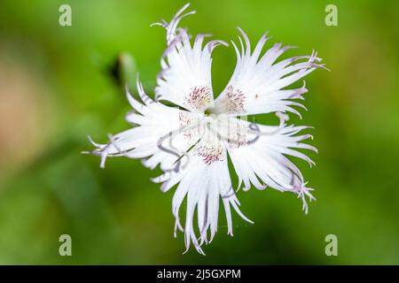 Rosa gesäumt - Dianthus hyssopifolius -, Eyne Valley - Vall d'Eyne, Cerdanya, Frankreich Stockfoto