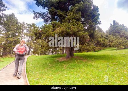 Blick auf den Gipfel La Tosa vom Aussichtspunkt Orris, Sierra de Moixeró, Naturpark Cadí-Moixeró, Berguedà, Barcelona, Katalonien, Spanien Stockfoto