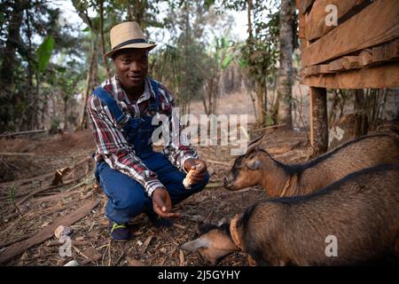 Ein Landwirt füttert seine Ziegen auf seiner Herde in afrika, Tierfutter auf dem Bauernhof Stockfoto