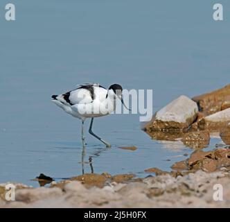 Avocet In Seaforth Liverpool Stockfoto