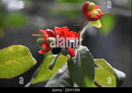 Rot blühende Pflanze mit schwarzen und grünen Beeren in den Tropen. Stockfoto