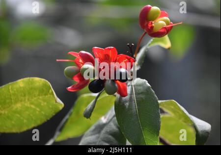 Tropische Pflanze mit blühenden roten Blüten mit Samenkapseln, die wie Beeren aussehen. Stockfoto