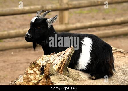 Ein Blick auf eine schwarz-weiß gefärbte Pygmäenziege in einem Gehege in einem Tierreservat. Stockfoto