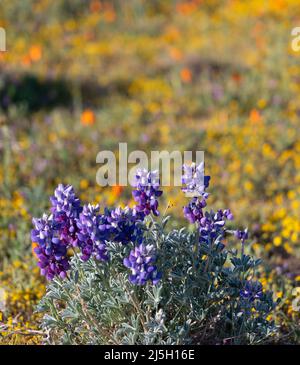 Blaue Lupinen in einem Feld von kalifornischem Mohnblumen Stockfoto