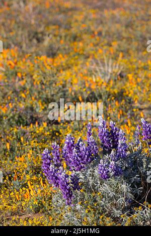 Blaue Lupinen in einem Feld von kalifornischem Mohnblumen Stockfoto