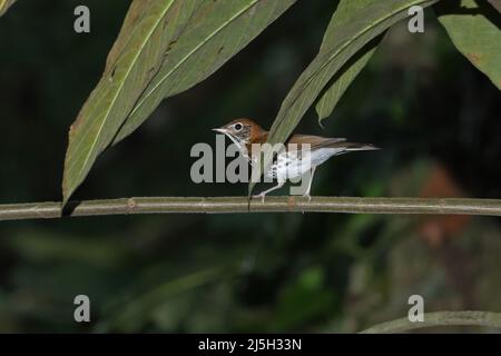 Wood Thrush (Hylocichla mustelina) Erwachsener, der auf einem Zweig im Regenwald Arenal thront. Costa Rica März Stockfoto