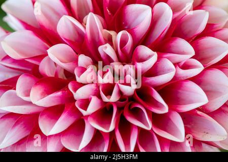 Nahaufnahme der rosa Dahlia Blume Details für den Hintergrund Stockfoto