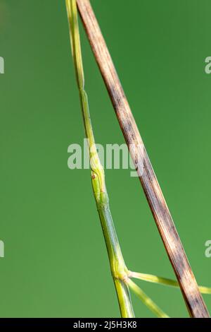 Stockinsekt aus der Art Leptynia hispanica, Caldes de Montbui, Barcelona, Spanien Stockfoto