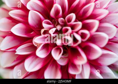 Nahaufnahme der rosa Dahlia Blume Details für den Hintergrund Stockfoto