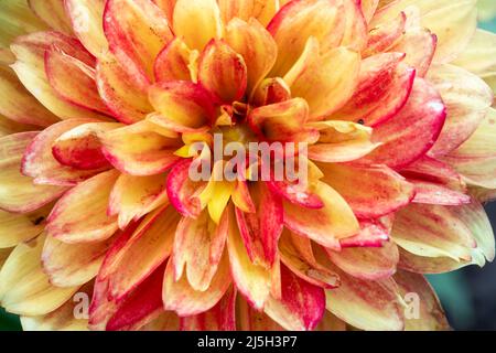 Nahaufnahme der gelben Dahlia Blume Details für den Hintergrund Stockfoto