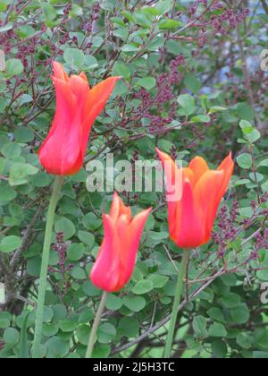 Nahaufnahme eines Dreiers aus drei roten Tulpen gegen die auftauchenden violetten Blüten eines fliedernden Busches: Frühling in einem englischen Garten. Stockfoto
