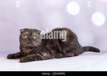Porträt einer dunkelgrauen Katze der schottischen Faltenrasse. Eine Katze mit gelben Augen liegt ruhig auf einem lilafarben Hintergrund Stockfoto