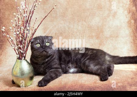 Eine dunkle Katze der schottischen Faltenrasse liegt neben Weidenzweigen mit flauschigen Knospen. Das Symbol des Frühlingsurlaubs Stockfoto