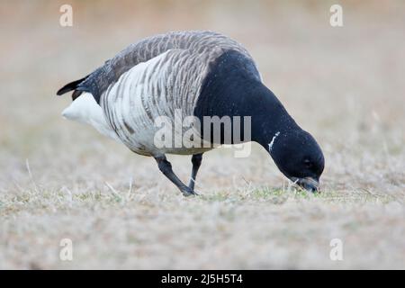 Ringelgans (Branta bernicla) Nahrungssuche am Jones State Park, Long Island New York Stockfoto