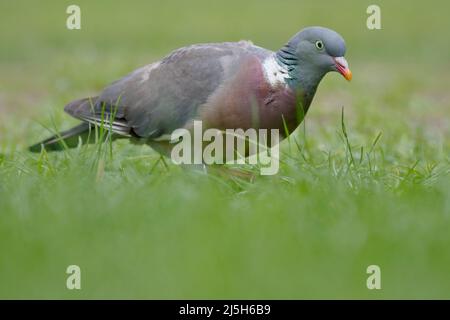Waldtaube (Columba palumbus), die durch das Gras auf der Nahrungssuche ist, Niederlande Stockfoto