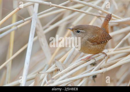 Eurasian Wren (Troglodytes troglodytes) auf Schilf sitzend, Niederlande Stockfoto