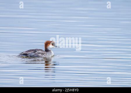 Der gewöhnliche Merganser oder Gänsehaut, Mergus Merganser, schwimmt auf der Wasseroberfläche. Stockfoto