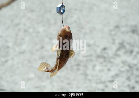 Fischerei in der Ostsee, Lettland. Süßwasser-Bullkopffische oder Rundstachelfische, die als Neogobius melanostomus bekannt sind. Stockfoto