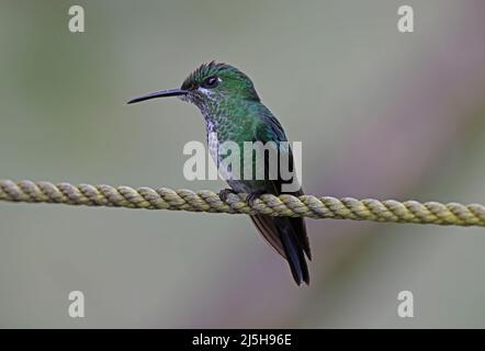 Grün-gekrönte Brillant (Heliodoxa jacula henryi) Erwachsene Hündin, die am Seil Costa Rica thront März Stockfoto