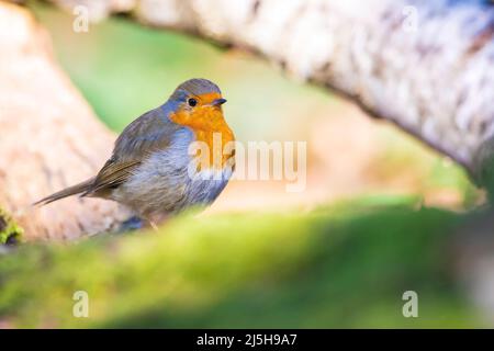 Europäischer Rotkehlchen Erithacus rubecula thront während der Paarungssaison im Frühling in Sonnenstrahlen. Stockfoto