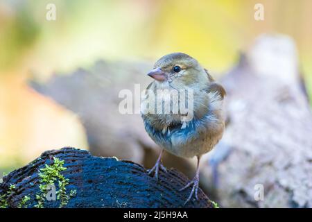 Nahaufnahme eines weiblichen Buchfink, Fringilla coelebs, in einem Baum gehockt Stockfoto