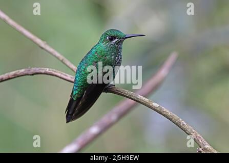 Grün-gekröntes, erwachsenes Weibchen (Heliodoxa jacula henryi), das auf dem Zweig Costa Rica thront März Stockfoto