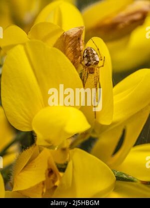Araneus diadematus aka Gartenspinne in Ginsterblüten. Stockfoto