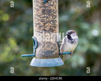 Haussperling, Passer domesticus, auf Gartenvogelfutterhäuschen, Wales, Großbritannien Stockfoto