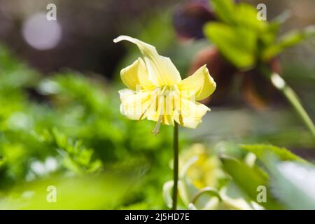 Nahansicht einer Vielzahl von farbenfrohen Pflanzen, die in einem Steingarten wachsen. Stockfoto