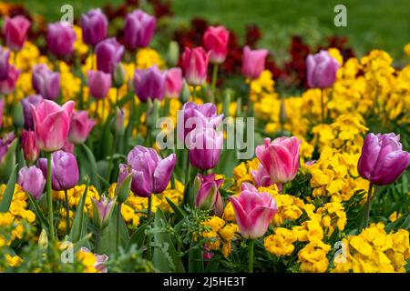 Rosa und violette Tulpen-Tulpen. Vereinigtes Königreich Stockfoto